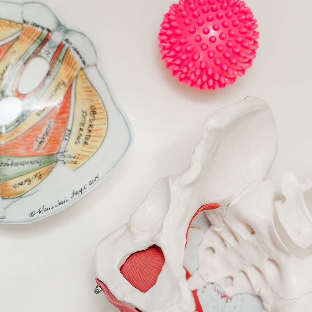WHP Page, 1st RHS Image, Edited 1000 x 1000 opt2 Women's Pelvic Floor Anatomy